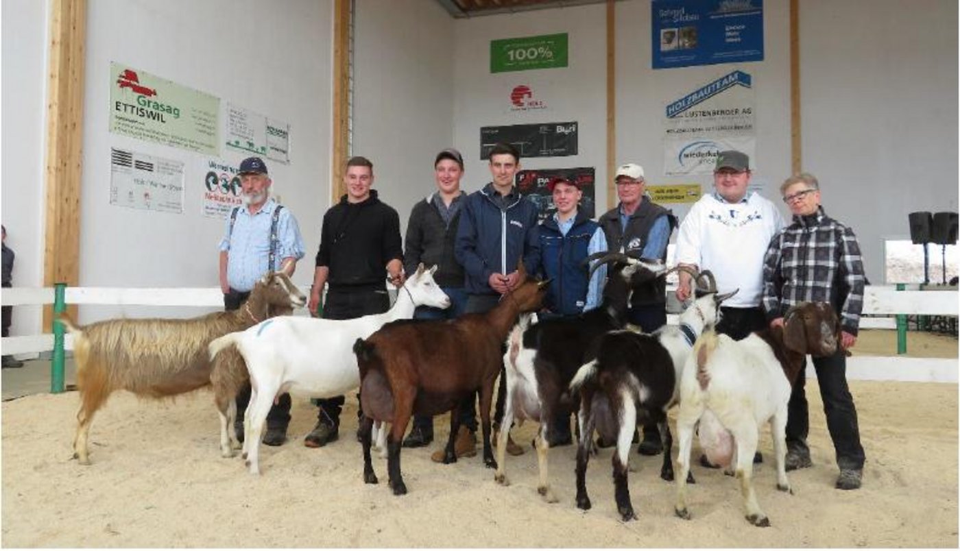 Die Missen der verschiedenen Rassen werden stolz von ihren Besitzern präsentiert. (Bild zVg)