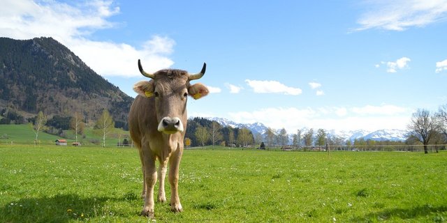 Die Milchproduzenten der Big-M fühlen sich in der BOM schlecht vertreten. Die in diesem Gremium gefundenen Lösungen seien meist nicht zu ihrem Vorteil. (Bild  aloiswohlfahrt / Pixabay)