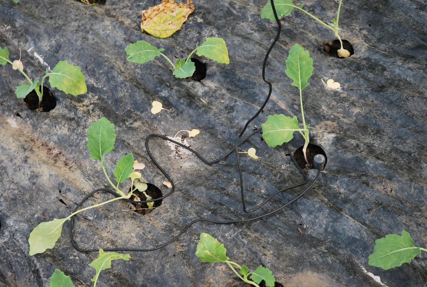 Zu jeder Tomatenstaude führt ein Bewässerungsschlauch. (Bilder: Deborah Rentsch)