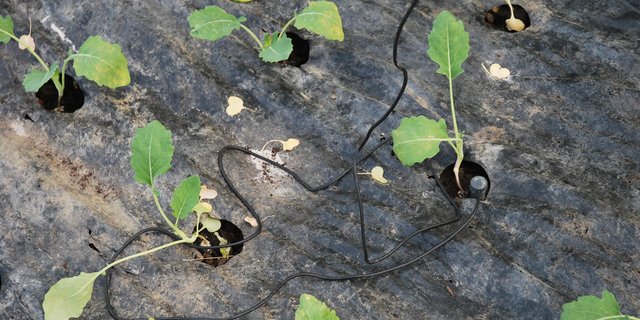 Zu jeder Tomatenstaude führt ein Bewässerungsschlauch. (Bilder: Deborah Rentsch)