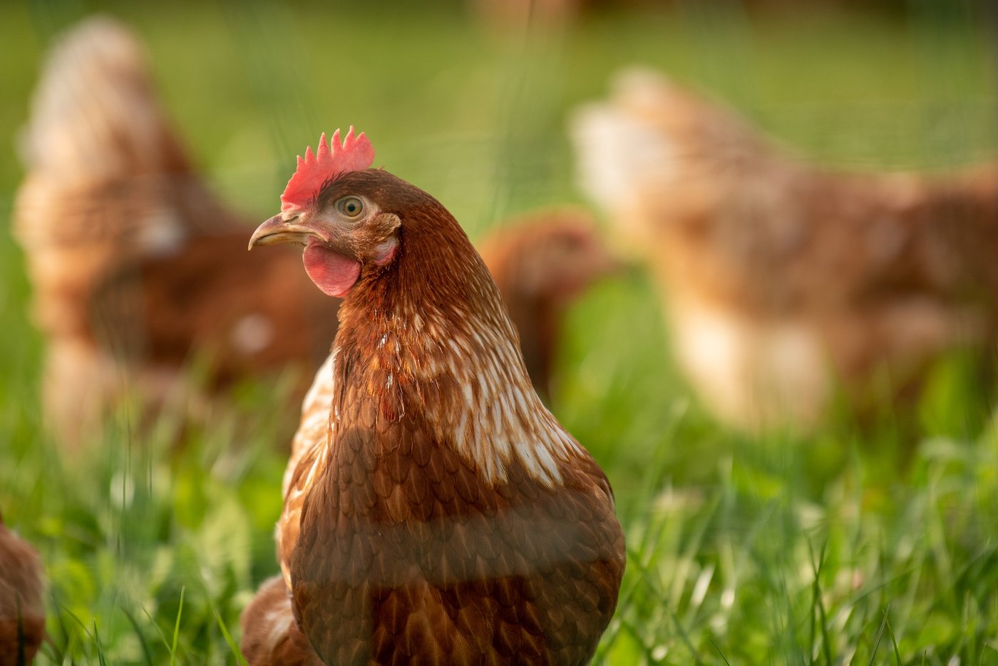 Nur 5,7 Millionen der 72,3 Millionen Hühner, die pro Jahr geschlachtet werden, stammen von einem Label- oder Bio-Betrieb, so Sentience Politics. Der Verein sieht den Detailhandel in den Pflicht, um diesen Anteil zu vergrössern. (Bild Pixabay)