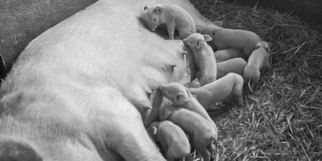 Leni mit ihren zehn Ferkeln, kurz bevor sie mit der Fahrschule beginnen.