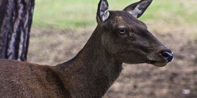 Vor allem ältere weibliche Rothirsche haben verschiedene Tricks auf Lager, um Jägern aus dem Weg zu gehen. (Bild Pixabay) 