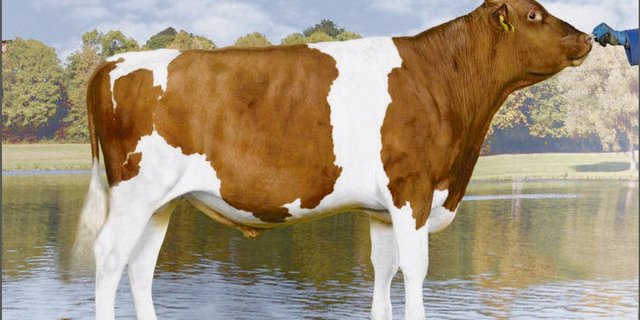 Der SF-Stier Sarino Roxel von Christian Delabays aus Le Châtelard-près-Romont FR wurde neu befördert und steht bei Swissgenetics. (Bild KeLeKi)