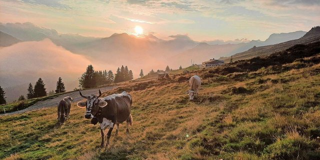 Magisches Gegenlicht: Solche unglaublichen Morgenstimmungen bieten sich uns auf der Alp Valpun. 