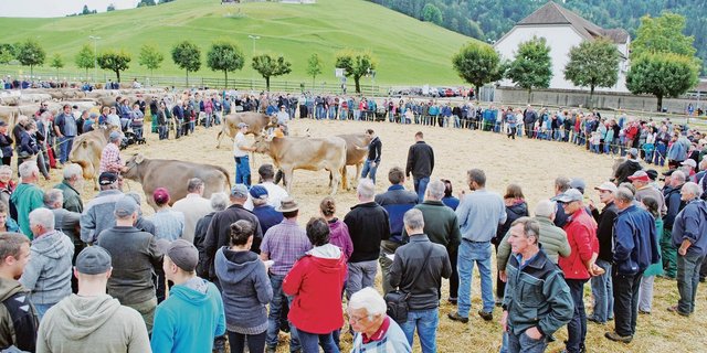 Grosszügiger Ring auf dem Schauplatz Einsiedeln. Das ermöglichte den Experten, vor viel Publikum viele Tiere für die Spezialwettbewerbe zu berücksichtigen. (Bilder Franz Philipp)