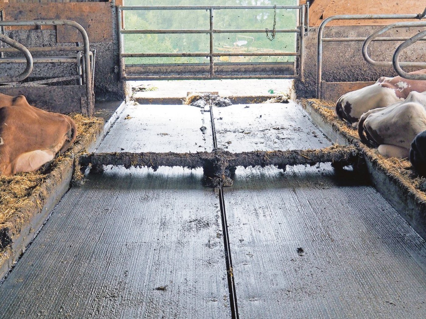 Harnrinne und Entmistungsschieber im Laufstall von Daniel Waser, Dierikon LU. Er empfiehlt, den Schieber regelmässig laufen zu lassen. Das verbessert auch die Klauengesundheit.  (Bild Markus Spuhler)