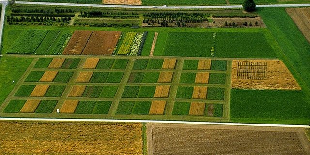 Der DOK-Versuch des Fibl aus der Vogelperspektive. Hier werden Mais, Weizen, Kartoffeln, Soja und Kleegras auf unterschiedliche Weise angebaut. (Bild Fibl)
