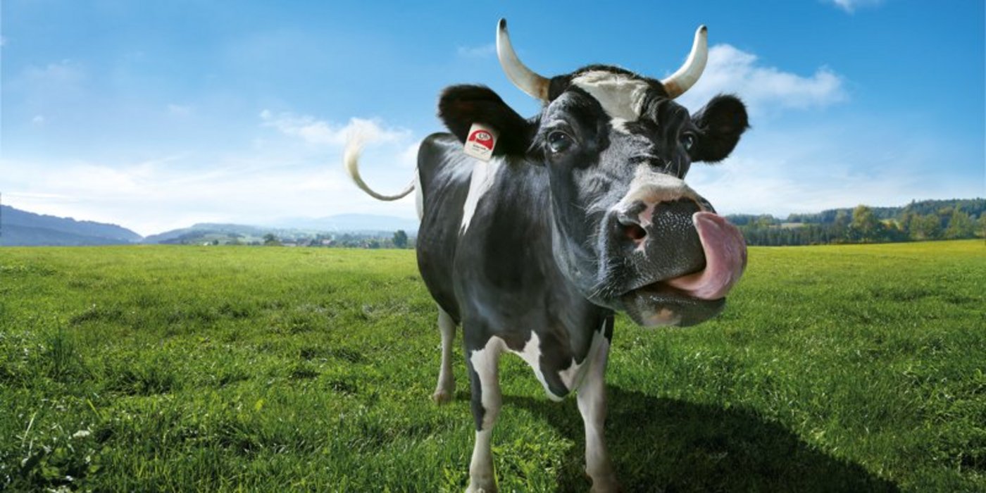 Die SMP-Werbekuh Lovely wurde 1993 erstmals eingesetzt. (Bild zVg)