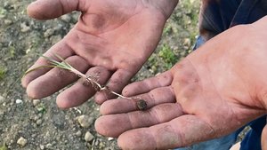 Erdmandelgras: Typische Merkmale sind etwa der dreikantige Stängel sowie die Mandeln am Ende der Wurzeln.