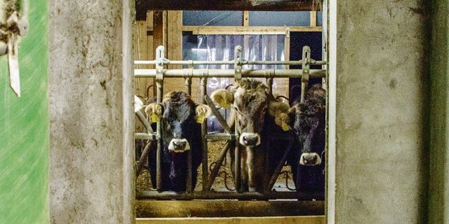 Die Milchproduktion hat sich in den letzten zwanzig Jahren professionalisiert und differenziert – an den natürlichen Grundlagen der Milchproduktion hat sich nichts geändert. (Bild zVg)