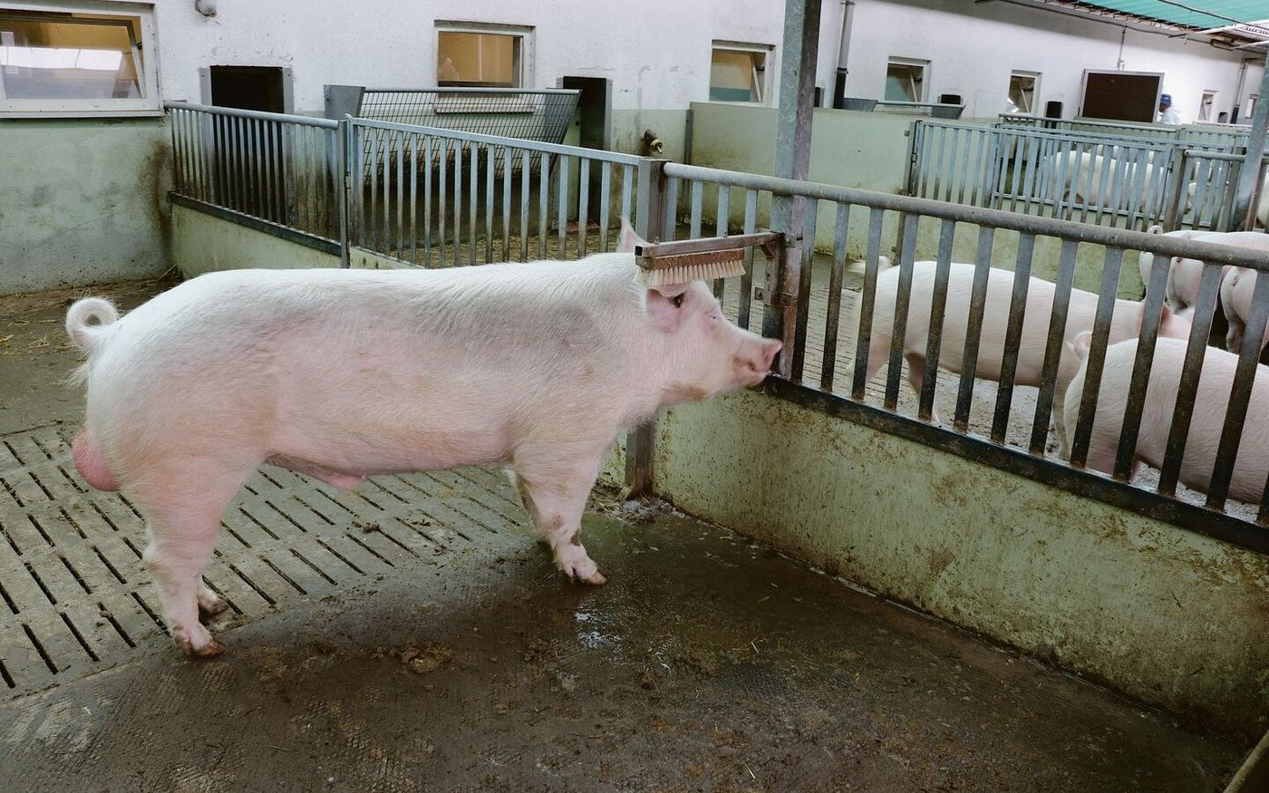 Auch wenn voll auf künstliche Besamung gesetzt wird: Der Sucheber hat noch immer seine wichtige Rolle.