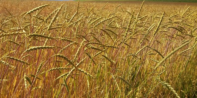 Dinkel Ein gesunder Boden wirkt sich auch positiv auf die Pflanzen aus. (Bild Jonas Ingold)