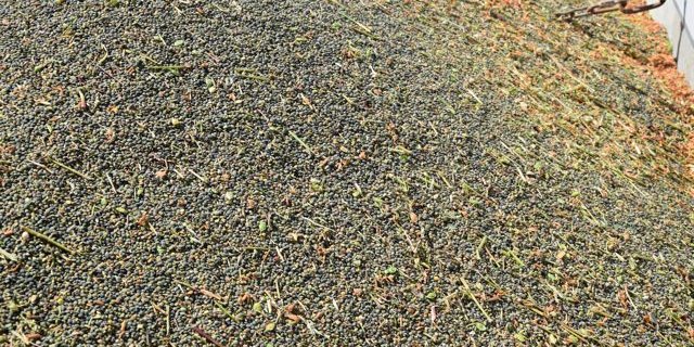 Auch Linsen werden wieder vermehrt angebaut in der Schweiz. (Bild jba)