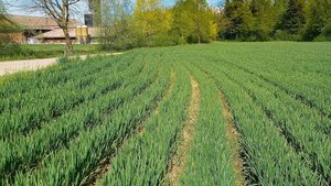 Getreide in weiten R Getreide in weiten Reihen ist besonders gut geeignet zur Förderung von Feldlerchen und Feldhasen.