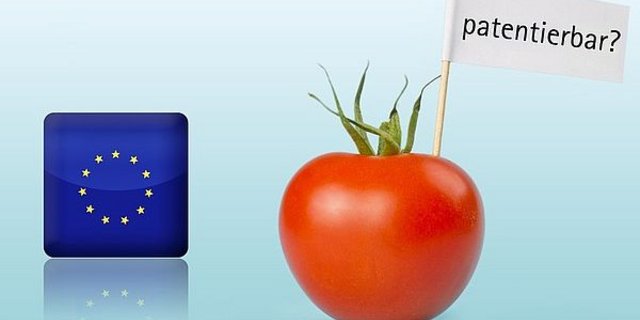 Zum Wohle gerade der kleinen Züchter in der Europäischen Union sowie der Landwirte dürfe es keine Patente auf konventionelles Pflanzenmaterial und Saatgut geben. (Bild agrar-press)