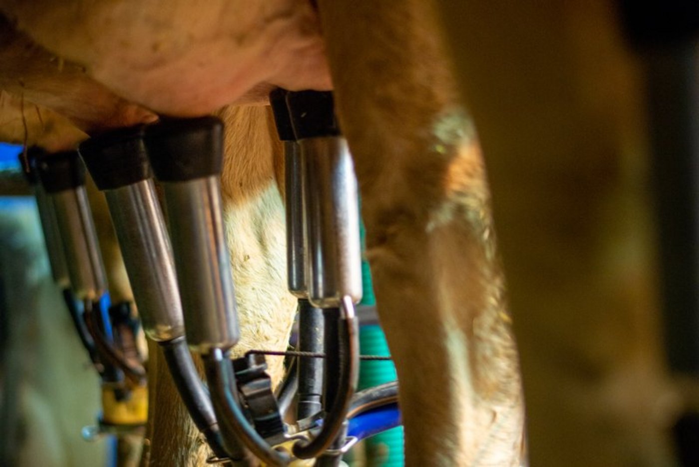 Ein Züchter manipulierte die Zellzahlen einer seiner Milchkühe. (Bild hja)