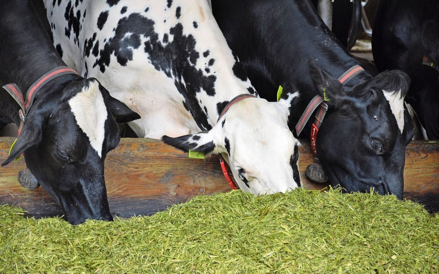 Zuchtfortschritt und veränderte Fütterung beeinflussen die Leistung – sowohl hinsichtlich Milch oder Fleisch, als auch was den Dünger betrifft.