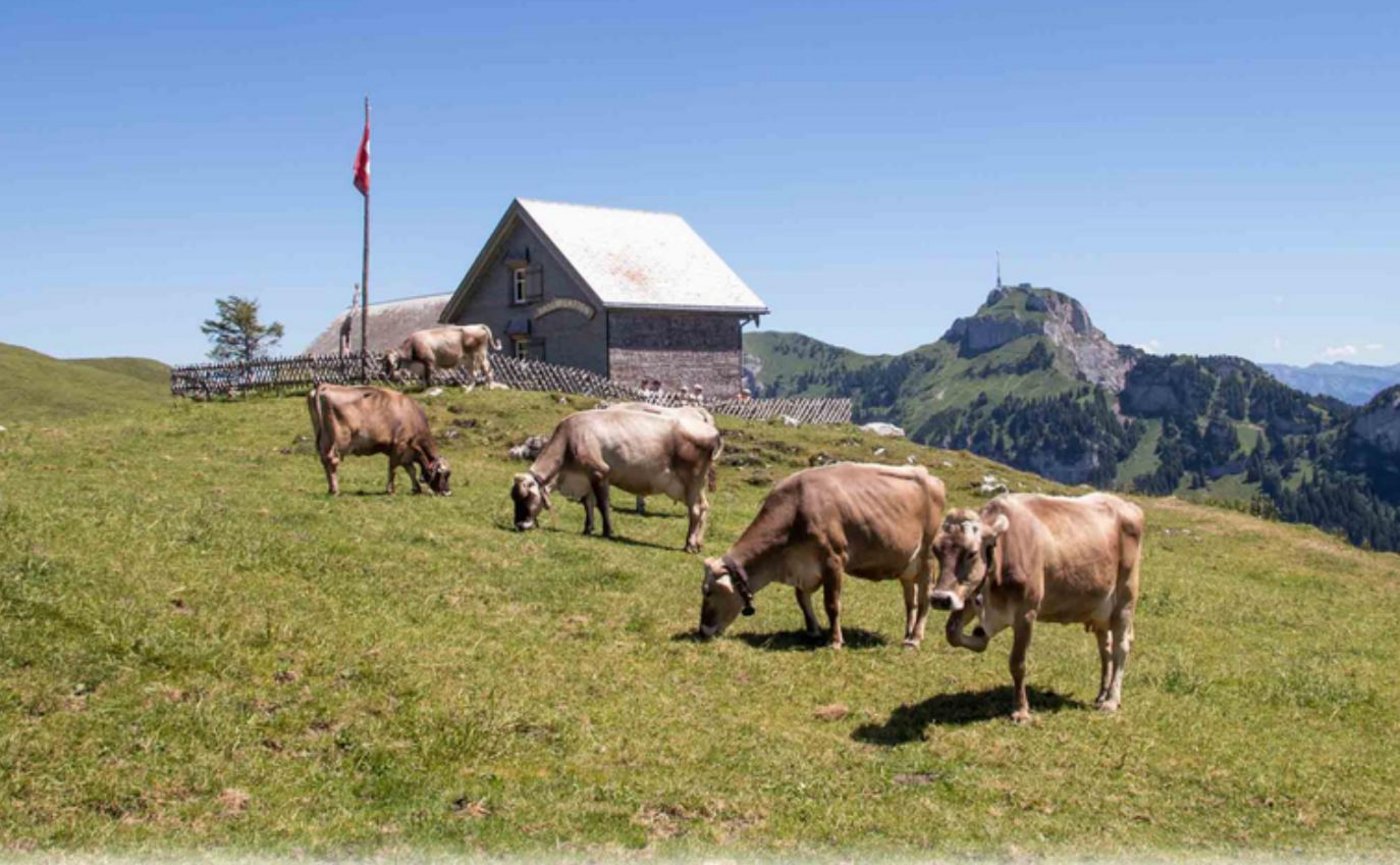 Das Buch zeigt auf, welche Art der Milch- und Rindfleischproduktion zu einer ökologisch nachhaltigen Landnutzung beiträgt. (Verena Schönenberger/landwirtschaft.ch)