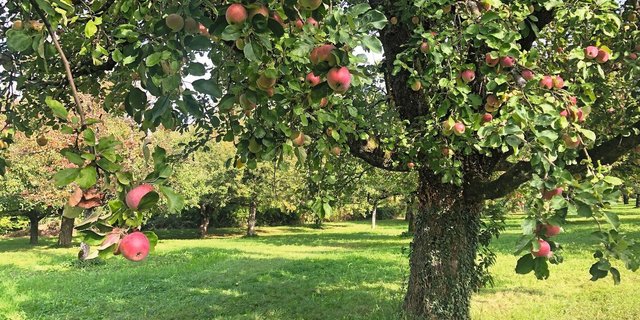Ein Symbildbild zeigt einen Hochstammbaum voller roter Äpfel, der in einem Obstgarten steht.