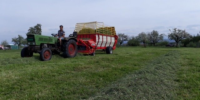 Der 35 PS starke Fendt wird heute bei Familie Schär nur noch bei der Heuernte eingesetzt. Früher zog er ein Busatis-Mähwerk, mit dem neben Futter auch Drescherbsen gemäht wurden. (Bild zVg)