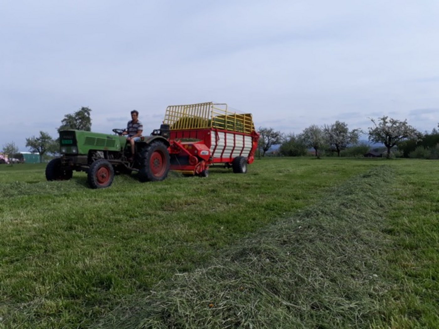 Der 35 PS starke Fendt wird heute bei Familie Schär nur noch bei der Heuernte eingesetzt. Früher zog er ein Busatis-Mähwerk, mit dem neben Futter auch Drescherbsen gemäht wurden. (Bild zVg)