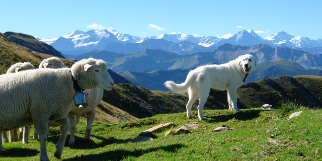 Der Kanton Graubünden lässt Hunde aller Rassen, die sich dafür eignen, für den Herdenschutz zu (Bild: Aline Küenzi)