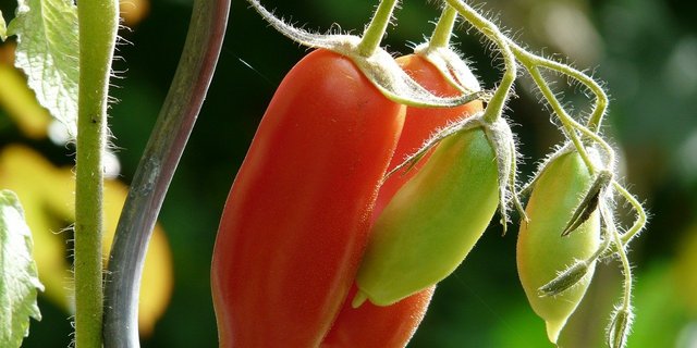 Die Züchtung angepasster Sorten ist gerade mit Blick auf den Klimawandel wichtig. (Bild Pixabay) 