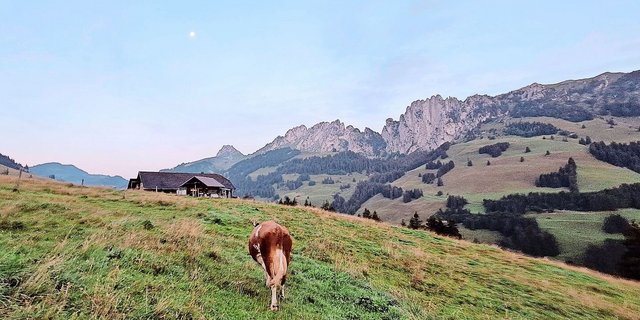 Nachdem Jolanda Wyttenbachs erster Arbeitstag direkt mit der Ernte des Ökoheus gestartet hatte, machte sie sich gemeinsam mit ihrer Lehrmeisterfamilie auf den Weg auf die Alp nach Zaggisboden.    