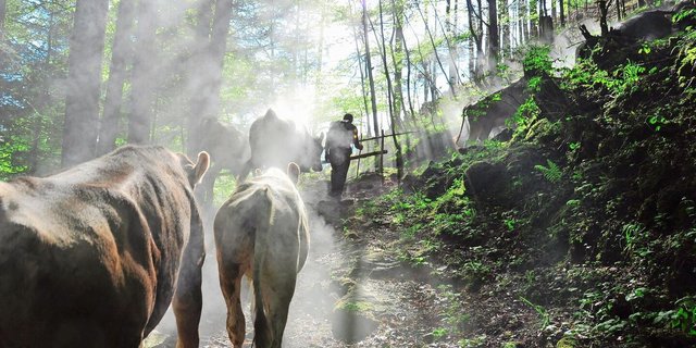 Sömmerung: Bei Verdacht auf Gämsblindheit oder Pinkeye sollte auf jeden Fall ein Tierarzt zurate gezogen werden.