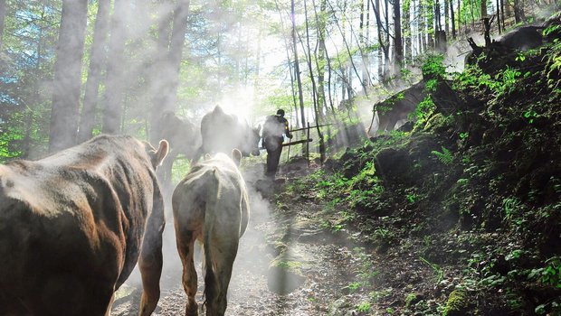 Sömmerung: Bei Verdacht auf Gämsblindheit oder Pinkeye sollte auf jeden Fall ein Tierarzt zurate gezogen werden.