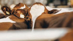 Mit dem einzigen Wor Mit dem einzigen Wort Tierschutz können ganz unterschiedliche Stellen gemeint sein. Eine Übersicht zu behalten, ist schwierig.