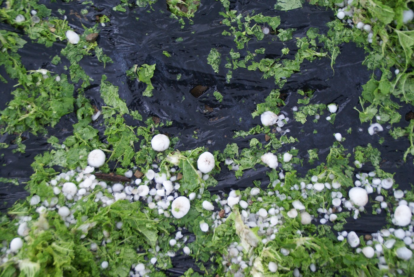 Hagelkörner bis zur Grösse von Golfbällen zerschlugen am Montagabend, 21. Juni 2021 Kulturen samt Mulchfolien am Agroscope-Standort Wädenswil (Bild Agroscope).