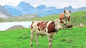 Die Schweiz könnte G Die Schweiz könnte Gebiete ausscheiden, in denen der Erhalt der Alpwirtschaft als übergeordnetes öffentliches Interesse gilt – diesen Vorschlag bringt Rechtsprofessor Roland Norer ins Spiel.