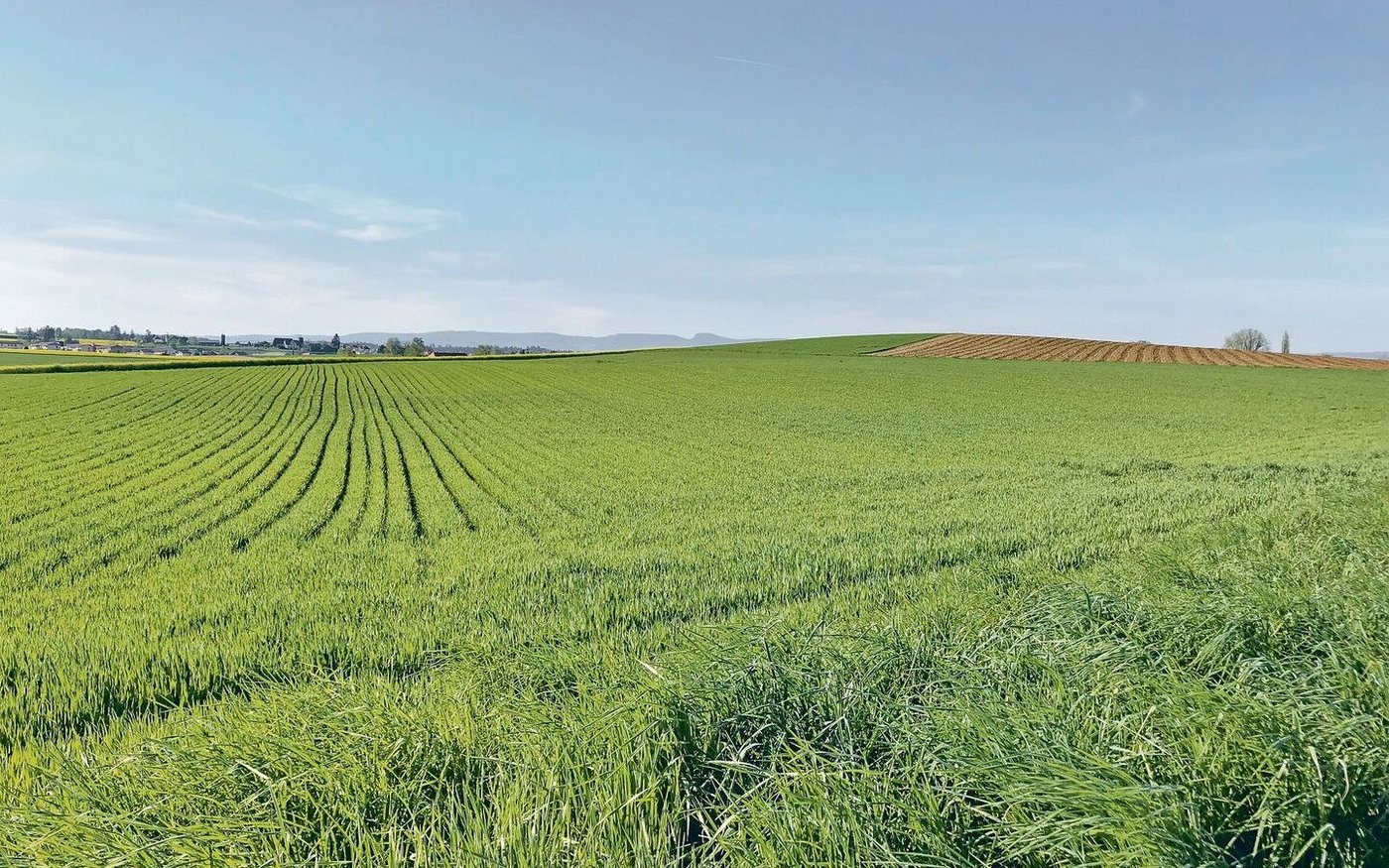 Getreide in weiten Reihen erweist sich als besonders beliebter BFF-Typ.