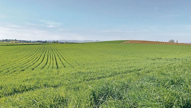 Getreide in weiten Reihen erweist sich als besonders beliebter BFF-Typ.