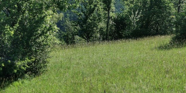 Dauergrünland mit wertvollen Futtergräsern kann ab 2022 von einer neuen Beitragsart profitieren. (Bild sb)