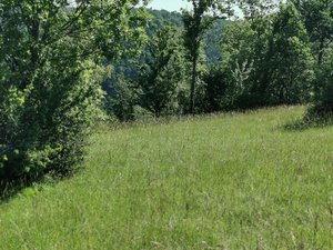 Ab 2022 gibt es Bundes-Beiträge für wertvolle Futterpflanzen Dauergrünland mit wertvollen Futtergräsern kann ab 2022 von einer neuen Beitragsart profitieren. (Bild sb)