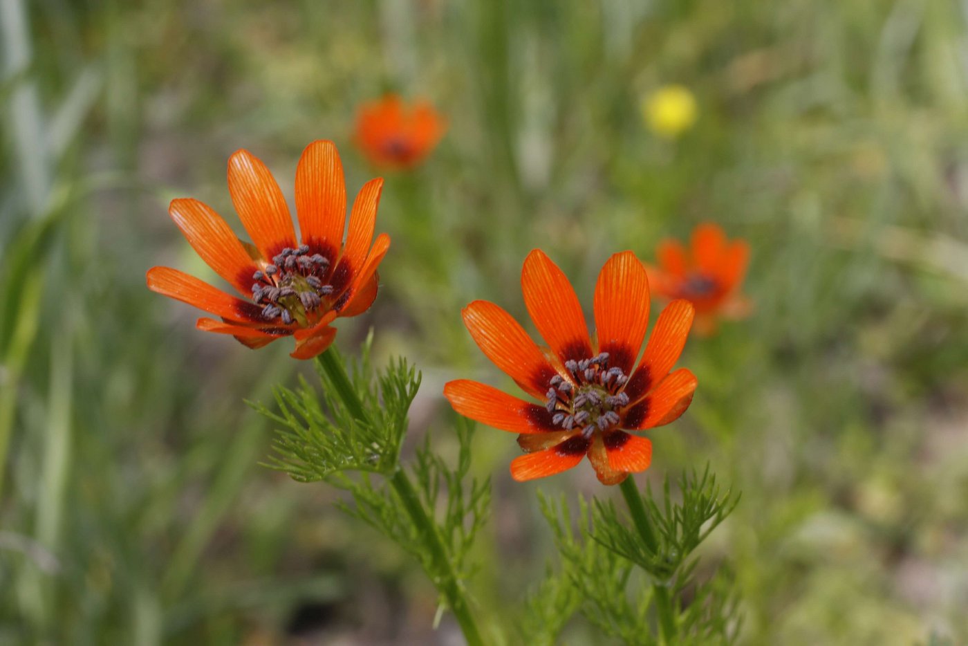 Das Sommer-Adonisröschen ist eine einjährige Ackerbegleotpflanze und mit dem Hahnenfuss verwandt. Der Herbizideinsatz in der Landwirtschaft setzt dieser Art zu. (Bild Andreas Gygax/Unibe)