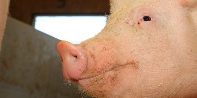 An der Afrikanischen Schweinepest erkranken können alle Schweinearten, Wildschweine spielen eine wichtige Rolle bei der Verbreitung über kurze Distanzen. (Bild Peter Röthlisberger)