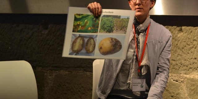 Kraut- und Knollenfäule ist im Kartoffelanbau ein grosses Problem. Hier können gentechnisch veränderte Sorten helfen, erklärte Susanne Brunner von Agroscope. (Bild jsc)