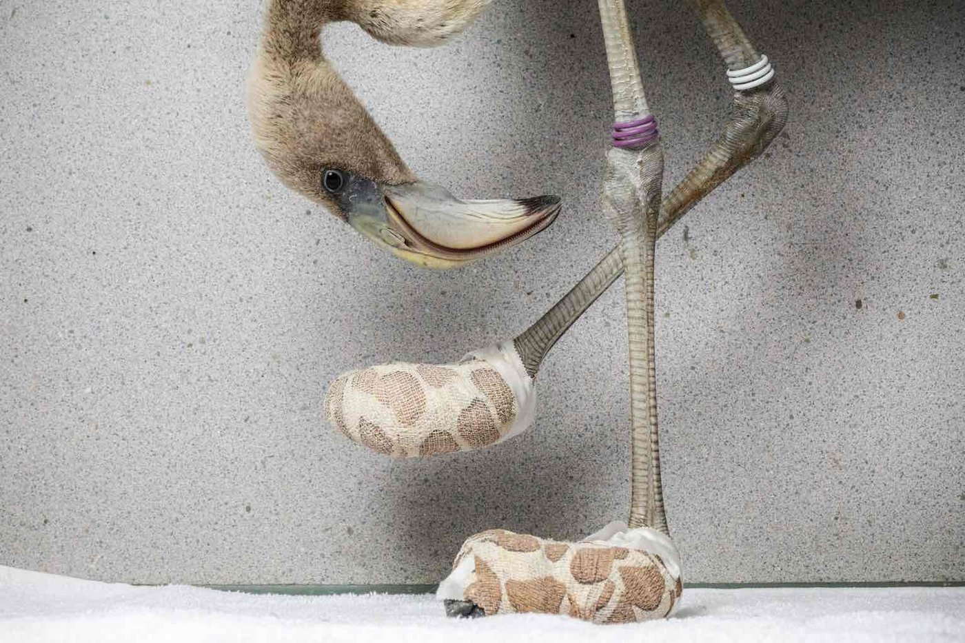 Ein Flamingo trägt Socken, damit seine Fussverletzungen besser verheilen. Curaçao, 6. Juli 2018.   © World Press Photo (Bild Jasper Doest)