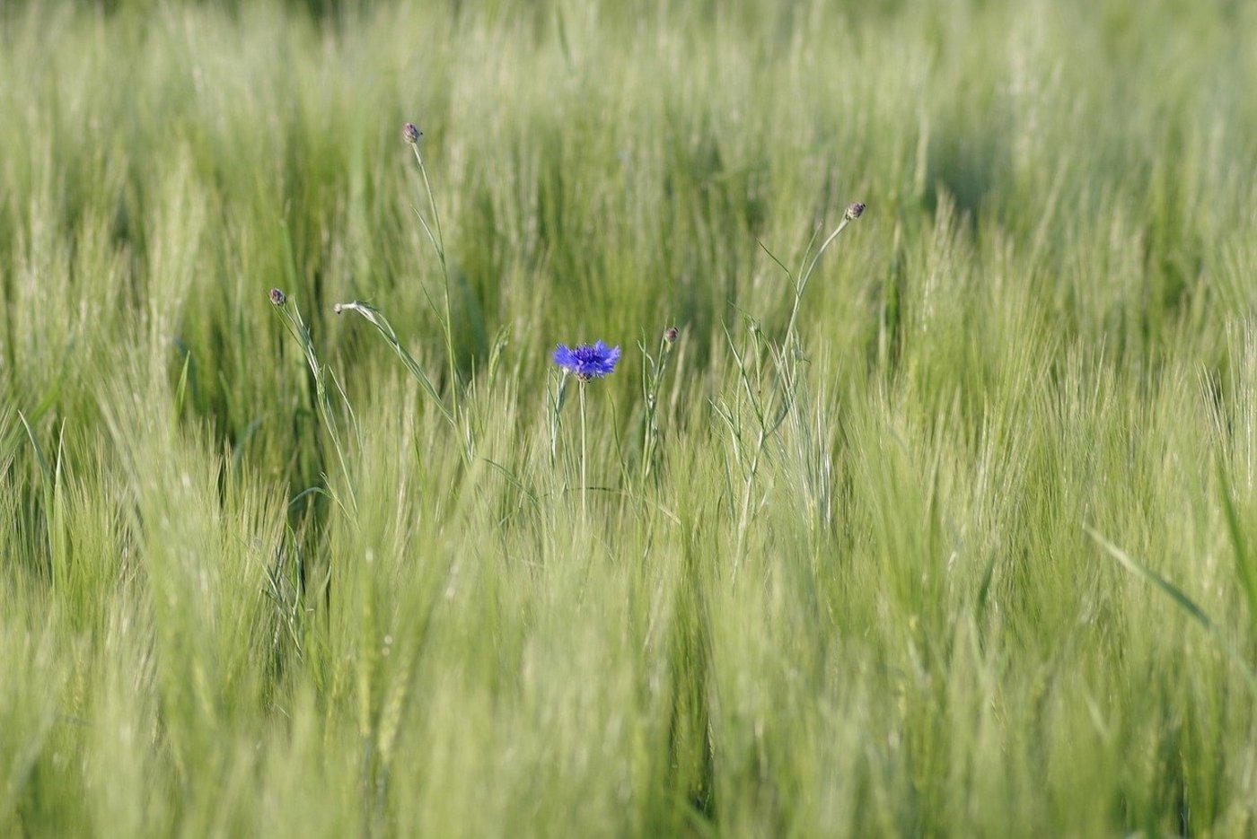 Verschiedene Forschungsarbeiten haben bereits gezeigt, dass Ökosysteme besser funktionieren, wenn die Artengemeinschaft vielfältiger ist. Davon profitieren auch die Menschen. (Symbolbild Pixabay)