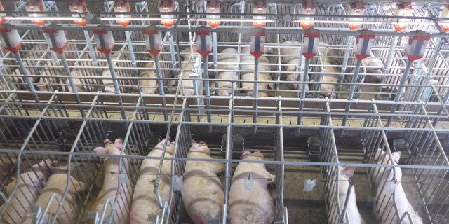 Blick in den Wartestall des Züchters Gerben Osterlaken, der für holländische Verhältnisse sehr tierfreundlich produziert. Auf dem nächsten Bild ... (Bilder: Adrian Krebs)