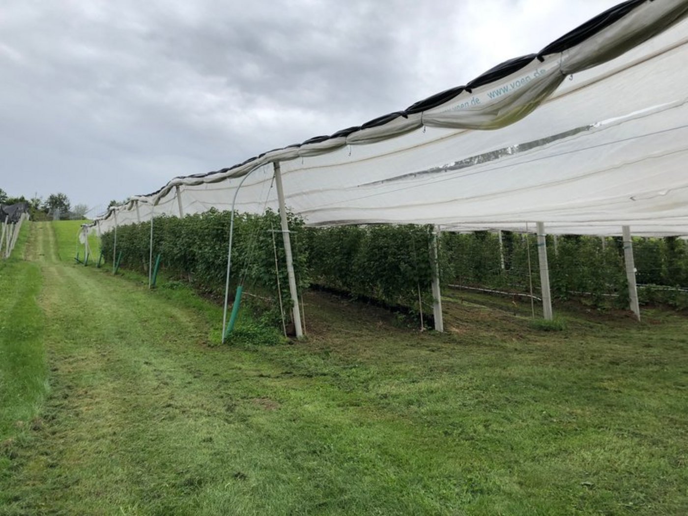 Obstproduzenten schützen ihre Pflanzen. (Symbolbild Esther Thalmann)