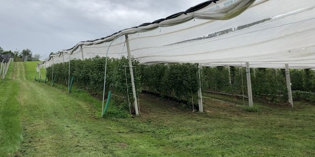 Obstproduzenten schützen ihre Pflanzen. (Symbolbild Esther Thalmann)