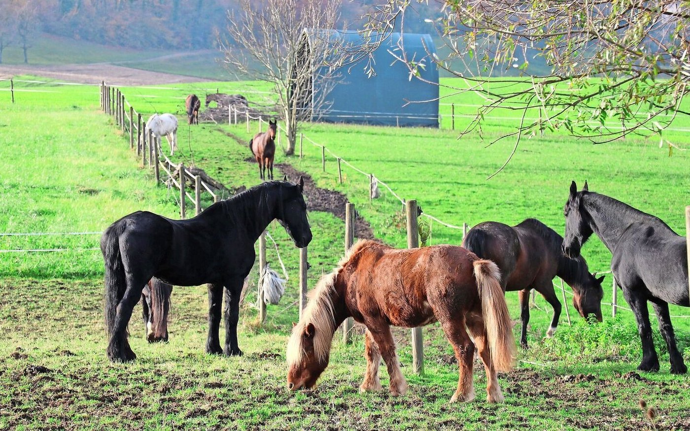 Diese Pferde werden vermutlich alle geliebt, ob Heim- oder Nutztier. Der Pensionsbetrieb Birkenhof in Büttikon war eine Station am Nordwestschweizer Pferdetag.