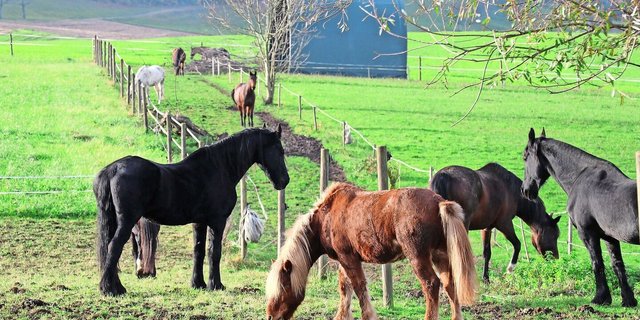 Diese Pferde werden vermutlich alle geliebt, ob Heim- oder Nutztier. Der Pensionsbetrieb Birkenhof in Büttikon war eine Station am Nordwestschweizer Pferdetag.