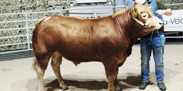Nicht nur schön, sondern auch mit ausgezeichnetem Charakter überzeugte der Champion der Limousin, Burris Cyril, der seinem neuen Besitzer 7600 Franken wert war.