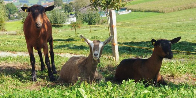 Die neuen Regelungen gelten ab sofort, die Lage werde bei Bedarf neu beurteilt. (Bild BauZ)